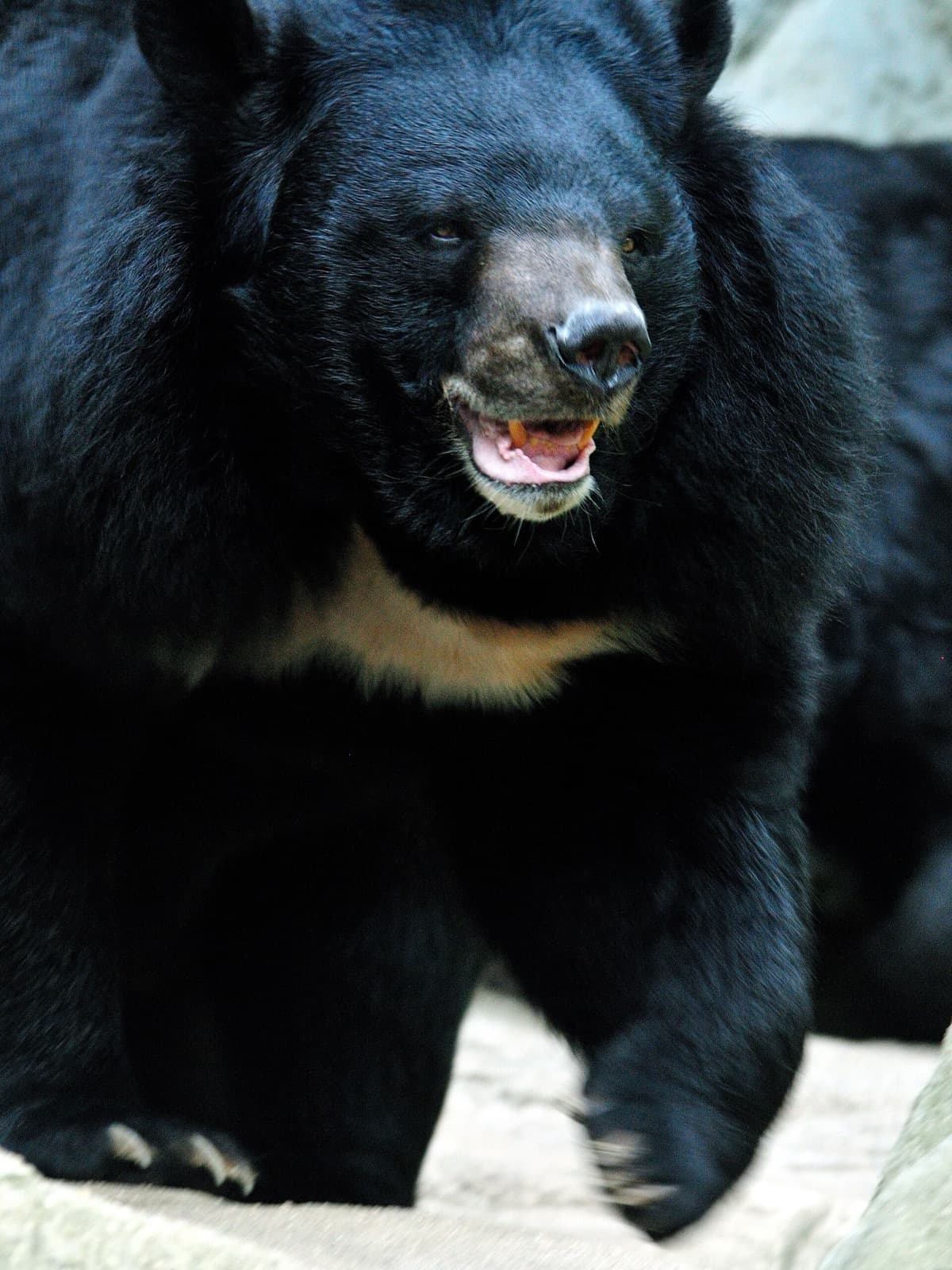 가슴에 흰 반달 무늬가 있는 반달가슴곰